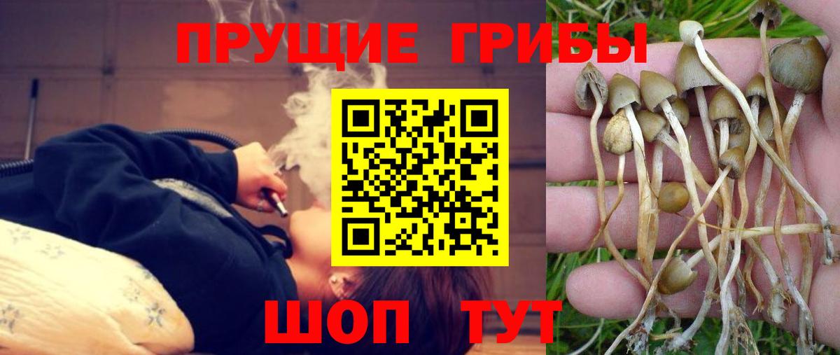 Псилоцибиновые грибы мицелий Каменка